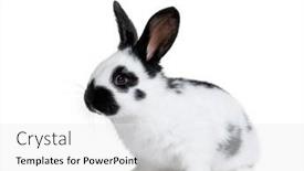  Presentation with rabbit - Presentation design enhanced with side-view-of-a-checkered background and a white colored foreground