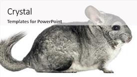  Presentation with healthy workplace full length side view - Cool new theme with side view of a chinchilla backdrop and a  colored foreground