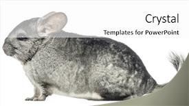  Presentation with side by side - Presentation design having side view of a chinchilla background and a  colored foreground