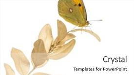  Presentation with sulphur - Presentation theme enhanced with caf torrefie - big hearts coffee background and a black colored foreground