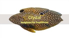  Presentation with side effects of injectable drugs - PPT theme with side view of a comet background and a tawny brown colored foreground