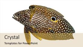  Presentation with healthy workplace full length side view - Slides having side view of a comet background and a yellow colored foreground