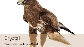  Presentation with bird - Presentation theme consisting of side-view-of-a-common background and a coral colored foreground