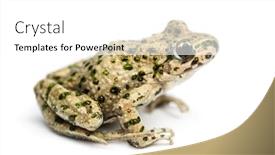  Presentation with frog - Colorful presentation theme enhanced with side view of a common parsley frog pelodytes punctatus isolated on white backdrop and a white colored foreground