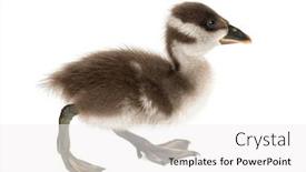  Presentation with old days - Colorful PPT layouts enhanced with side-view-of-a-coscoroba backdrop and a white colored foreground