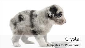  Presentation with puppy - Slide deck consisting of side view of a crossbreed background and a white colored foreground