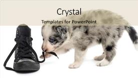  Presentation with puppy - Beautiful presentation design featuring side view of a crossbreed backdrop and a lemonade colored foreground