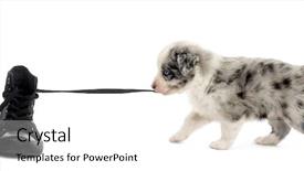  Presentation with puppy - PPT theme having side view of a crossbreed background and a white colored foreground