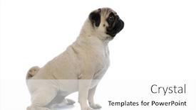  Presentation with forward - Audience pleasing presentation design consisting of side view of a curios backdrop and a white colored foreground