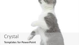  Presentation with british - PPT theme featuring side-view-of-a-curious background and a light gray colored foreground