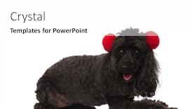  Presentation with poodle - Presentation enhanced with side view of a cute poodle wearing earmuffs and lying down on white background background and a white colored foreground