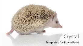  Presentation with cute - Cool new presentation theme with side-view-of-a-cute backdrop and a white colored foreground