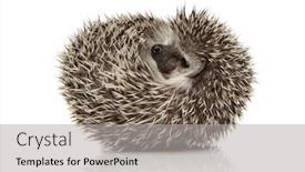  Presentation with cute - Theme having side-view-of-a-cute background and a light gray colored foreground