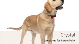  Presentation with dog - Audience pleasing PPT layouts consisting of side-view-of-a-cute backdrop and a lemonade colored foreground