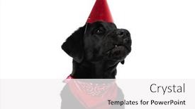  Presentation with cute birthday - Beautiful slide set featuring side-view-of-a-cute backdrop and a white colored foreground