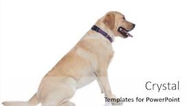  Presentation with waiting line - Slide deck having side-view-of-a-cute background and a white colored foreground