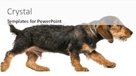  Presentation with dachshund - Audience pleasing PPT theme consisting of side-view-of-a-dachshund backdrop and a white colored foreground