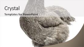  Presentation with hen - Beautiful presentation theme featuring side view of a dark brahma hen isolated on white backdrop and a white colored foreground