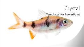  Presentation with fish - Cool new PPT theme with side-view-of-a-dawkinsia backdrop and a white colored foreground