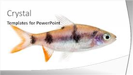  Presentation with fish - Audience pleasing PPT layouts consisting of side-view-of-a-dawkinsia backdrop and a white colored foreground