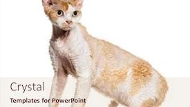  Presentation with healthy workplace full length side view - Presentation design featuring side-view-of-a-devon background and a  colored foreground