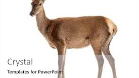  Presentation with deer - Slides consisting of side-view-of-a-doe background and a white colored foreground