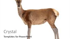  Presentation with camera - Slide deck with side-view-of-a-doe background and a white colored foreground