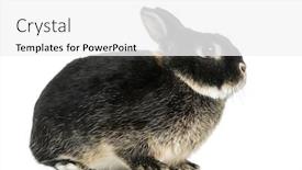  Presentation with rabbit - PPT layouts having side-view-of-a-dwarf background and a white colored foreground