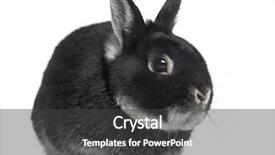  Presentation with healthy workplace full length side view - PPT layouts consisting of side view of a dwarf background and a  colored foreground