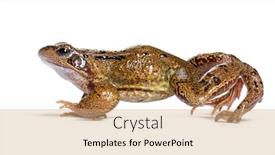  Presentation with frog - Theme enhanced with side-view-of-a-european background and a coral colored foreground