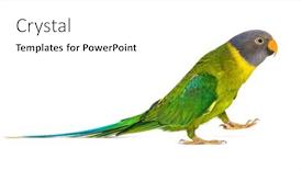  Presentation with female - Slide set enhanced with side-view-of-a-female background and a white colored foreground