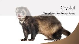  Presentation with silver fern black white flag - Colorful PPT layouts enhanced with side view of a ferret backdrop and a  colored foreground