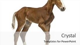 Presentation with foal - Slides having side view of a foal walking isolated on white background and a white colored foreground
