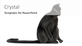  Presentation with langur - PPT theme featuring side-view-of-a-fran background and a white colored foreground