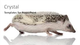  Presentation with running - Colorful PPT layouts enhanced with view of a frightened hedgehog backdrop and a white colored foreground