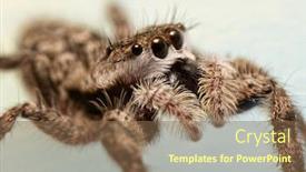  Presentation with fuzzy - PPT theme with side-view-of-a-fuzzy background and a violet colored foreground