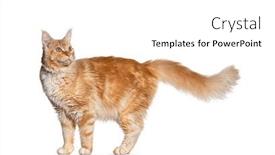  Presentation with maine - PPT theme featuring side-view-of-a-ginger background and a white colored foreground