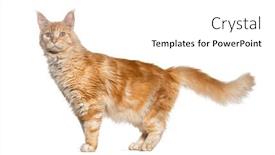  Presentation with maine - PPT theme enhanced with side-view-of-a-ginger background and a white colored foreground