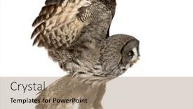  Presentation with gray - PPT layouts featuring side-view-of-a-great background and a coral colored foreground