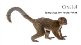  Presentation with lemur - Slide set having side-view-of-a-greater background and a white colored foreground