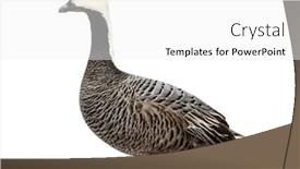  Presentation with grey - Slide deck with side-view-of-a-grey background and a white colored foreground