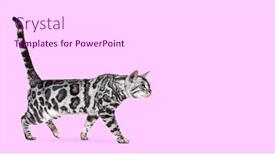  Presentation with pink cat - Presentation theme featuring side-view-of-a-grey background and a white colored foreground