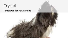  Presentation with guinea pig - Presentation design consisting of side-view-of-a-guinea background and a white colored foreground