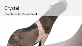  Presentation with guinea pig - PPT theme having side view of a hairless guinea pig stretching the head isolated on white background and a white colored foreground