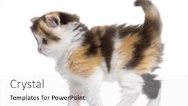  Presentation with alert - Slide deck with side view of a highland straight kitten walking alert isolated on white background and a white colored foreground