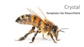  Presentation with bee - PPT theme having side-view-of-a-honing background and a white colored foreground