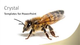  Presentation with bee - PPT theme consisting of side-view-of-a-honing background and a white colored foreground