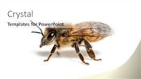  Presentation with bee - PPT theme having side-view-of-a-honing background and a  colored foreground