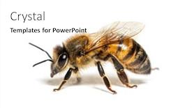  Presentation with bee - Theme enhanced with side-view-of-a-honing background and a  colored foreground