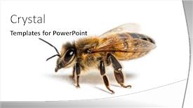  Presentation with bee - PPT theme enhanced with side-view-of-a-honing background and a  colored foreground